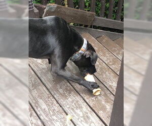 Kenny - Male Mutt Dog for Adoption - Photo #3