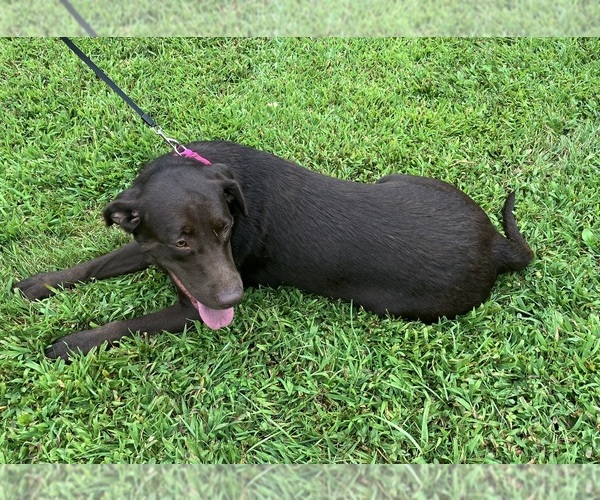 Medium Photo #1 Labrador Retriever Puppy For Sale in CAPON BRIDGE, WV, USA
