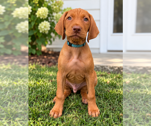 Vizsla Puppy for Sale in ADEL, Iowa USA