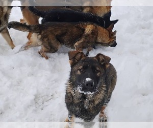 German Shepherd Dog Puppy for sale in USK, WA, USA