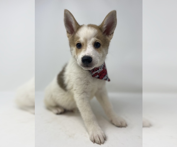 Medium Photo #6 Imo-Inu Puppy For Sale in MONCLOVA, OH, USA