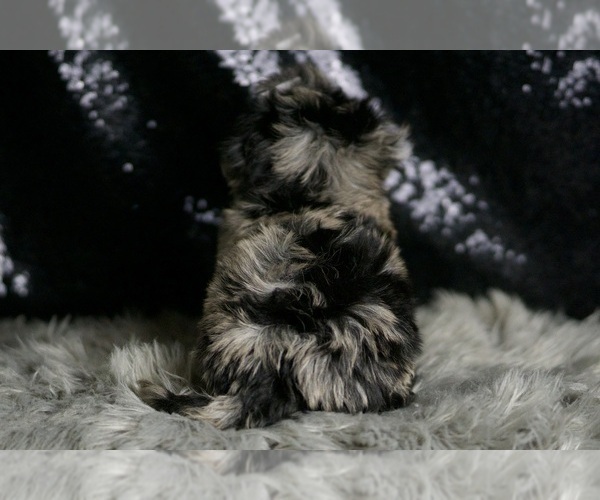 Medium Photo #6 Maltipoo Puppy For Sale in WARSAW, IN, USA