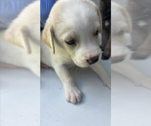 Labrador Retriever-Unknown Mix Dogs for adoption in Houston, TX, USA