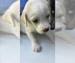 Small Labrador Retriever Mix
