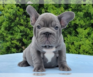 French Bulldog Puppy for sale in BOSTON, MA, USA
