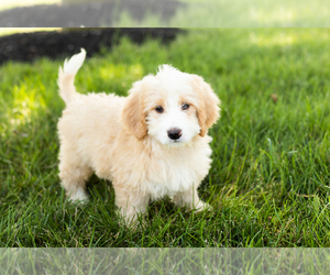 Miniature Bernedoodle Puppy for sale in SHIPSHEWANA, IN, USA