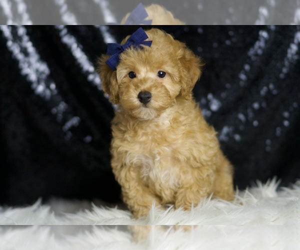 Medium Photo #6 Poodle (Toy) Puppy For Sale in WARSAW, IN, USA