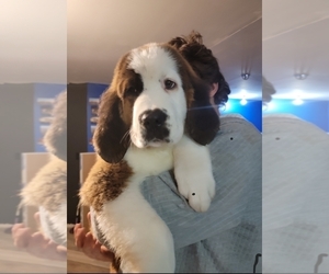 Saint Bernard Puppy for sale in LEIPSIC, OH, USA