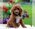 Small #3 Goldendoodle (Miniature)