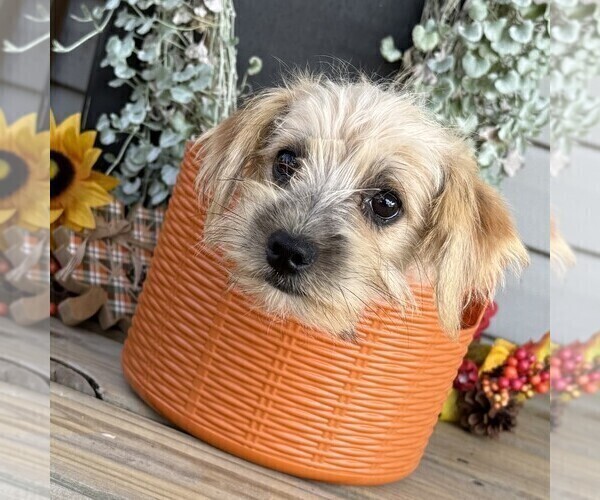 Medium Photo #2 Morkie Puppy For Sale in WILLIAMSBURG, IN, USA