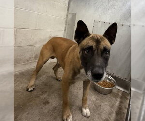 German Shepherd Dog Dogs for adoption in San Bernardino, CA, USA