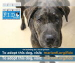 Small #3 Chinese Shar-Pei-Chow Chow Mix