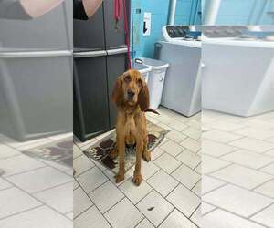 Bloodhound-Unknown Mix Dogs for adoption in Brewster, NY, USA
