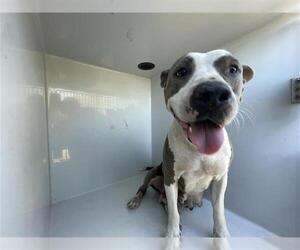 Mutt Dogs for adoption in Houston, TX, USA