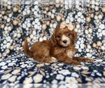 Small #1 Cockapoo (Miniature)