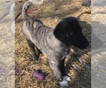 Small Photo #9 Anatolian Shepherd Puppy For Sale in CHANDLERVILLE, IL, USA