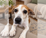 Cardi - Female Beagle Dog for Adoption - Small photo