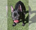Small Photo #7 French Bulldog Puppy For Sale in Lake elsinore, CA, USA