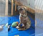 Small #5 Chinese Shar-Pei Mix