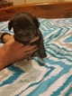 Small Photo #5 Shih-Poo Puppy For Sale in WETUMPKA, AL, USA