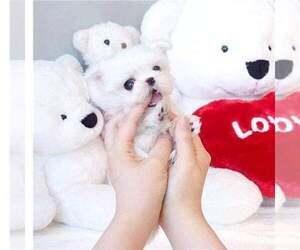 Maltese Puppy for sale in CLERMONT, FL, USA