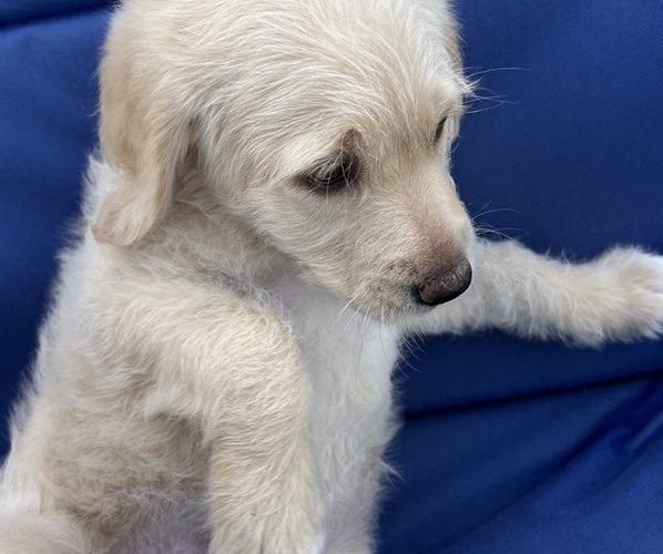 Medium Photo #31 Labradoodle Puppy For Sale in FORT LAUDERDALE, FL, USA