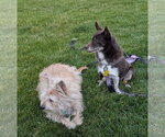 Small #3 Australian Shepherd-Chihuahua Mix