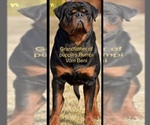 Small Photo #18 Rottweiler Puppy For Sale in MIRA LOMA, CA, USA