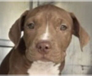 Mutt Dogs for adoption in Canton, CT, USA