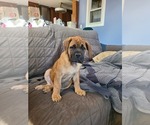 Puppy Lynx Boerboel