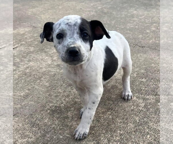 Medium Photo #1 Pointer-Unknown Mix Puppy For Sale in Mobile, AL, USA