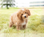 Small Photo #1 Goldendoodle-Poodle (Miniature) Mix Puppy For Sale in SHIPSHEWANA, IN, USA