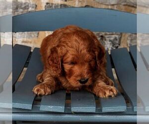 Goldendoodle Puppy for sale in MANHEIM, PA, USA