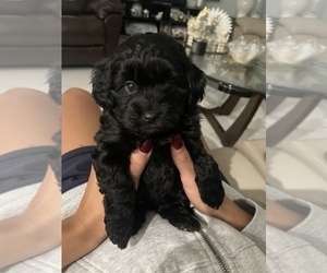 Miniature Labradoodle Puppy for sale in NAPLES, FL, USA