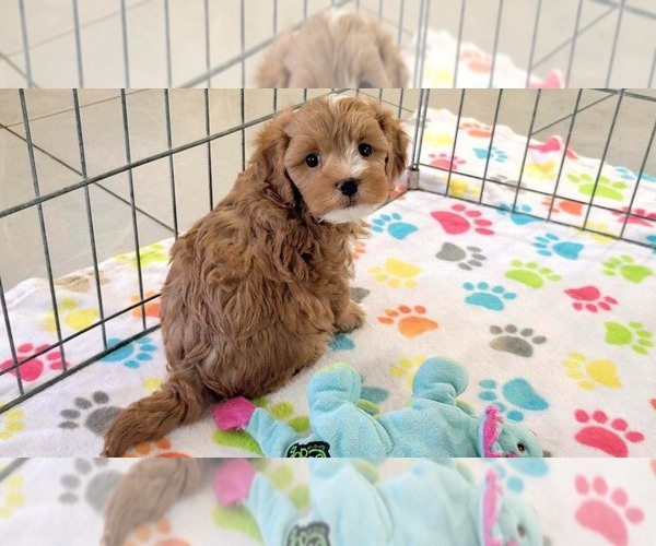 Medium Photo #5 Cavapoo (Miniature)-Poodle (Toy) Mix Puppy For Sale in ORO VALLEY, AZ, USA