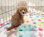 Small #4 Cavapoo (Miniature)-Poodle (Toy) Mix