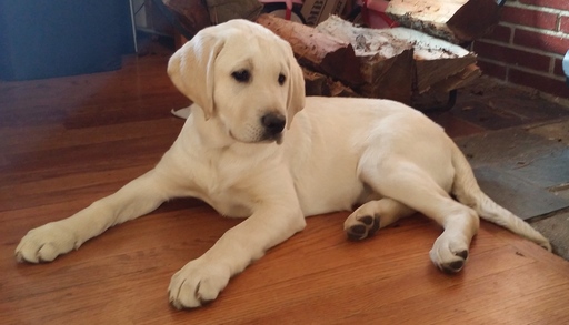 Medium Photo #1 Labrador Retriever Puppy For Sale in NORWALK, CT, USA
