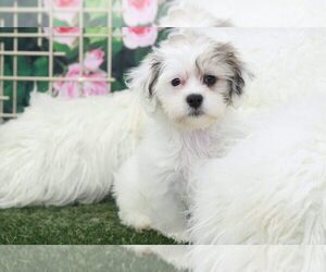Zuchon Puppy for sale in MARIETTA, GA, USA