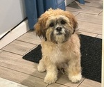 Small Photo #1 Hava-Apso Puppy For Sale in METUCHEN, NJ, USA