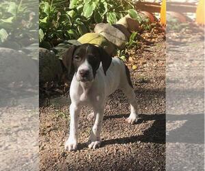 German Shorthaired Pointer Puppy for sale in RANDOM LAKE, WI, USA