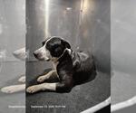 A827412 - Male American Staffordshire Terrier-Unknown Mix Dog for Adoption - Small photo