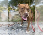 Chloe - Female Staffordshire Bull Terrier-Unknown Mix Dog for Adoption - Small photo