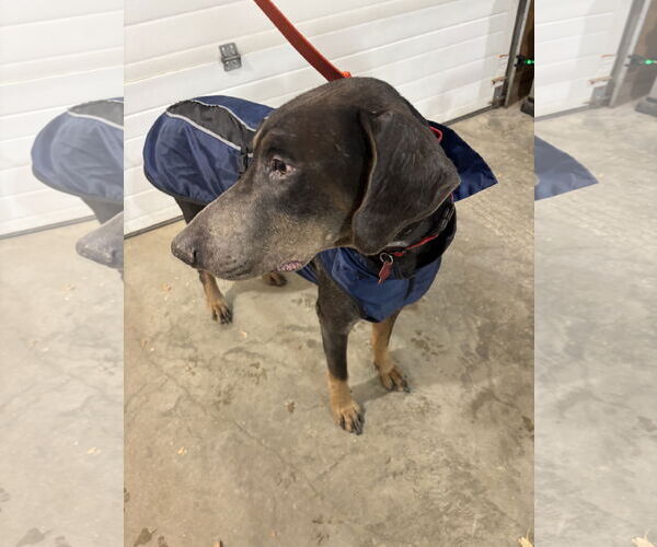 Medium Photo #11 Doberman Pinscher Puppy For Sale in Minneaoplis, MN, USA