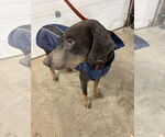 Small #10 Doberman Pinscher