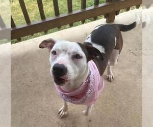 American Staffordshire Terrier Dogs for adoption in San Antonio, TX, USA