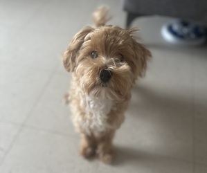 Maltipoo Puppy for sale in NEW YORK, NY, USA