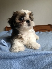 Shih Tzu Puppy for sale in HOLIDAY, FL, USA