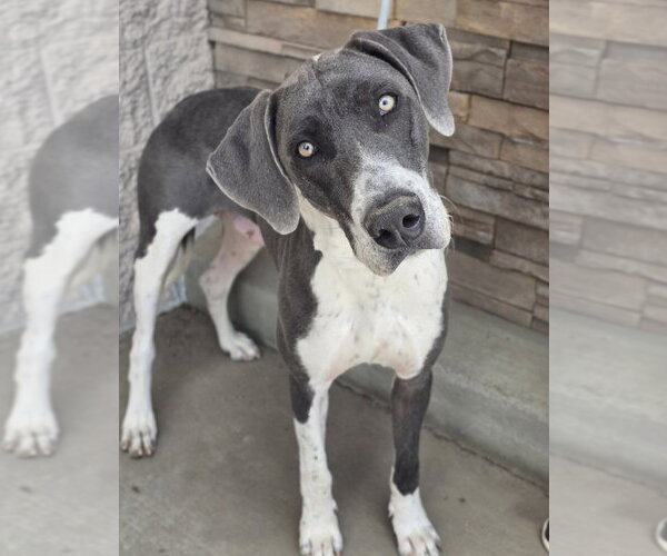 Medium Photo #7 Great Dane-Unknown Mix Puppy For Sale in Lakewood, CO, USA
