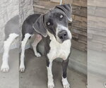 Small #6 Great Dane Mix