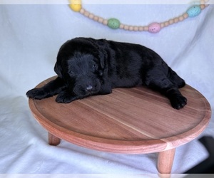 Medium Goldendoodle (Miniature)